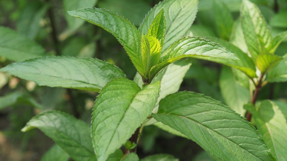 Menta Mentha piperita 1 sfaturi utile