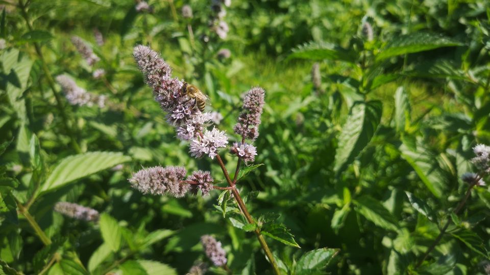 Menta Mentha piperita 2 sfaturi utile
