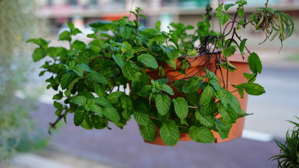 Menta Mentha piperita 3 sfaturi utile