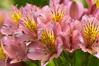 Alstroemeria Alstroemeria sfaturi utile