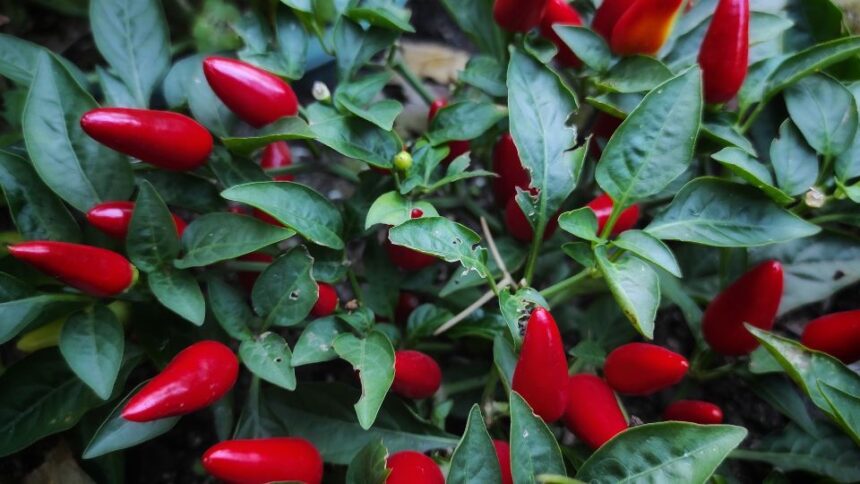 Ardei Capsicum annuum sfaturi utile