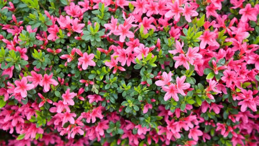 Azalee Azalea sfaturi utile