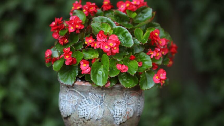 Begonie Begonia sfaturi utile