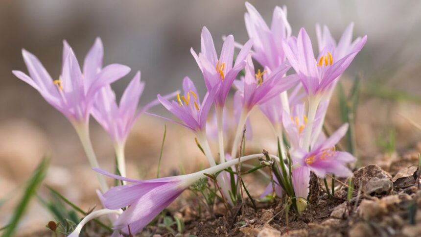 Brandusa Colchicum sfaturi utile