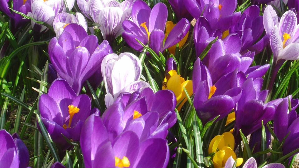 Brandusa de primavara Crocus vernus 1 sfaturi utile