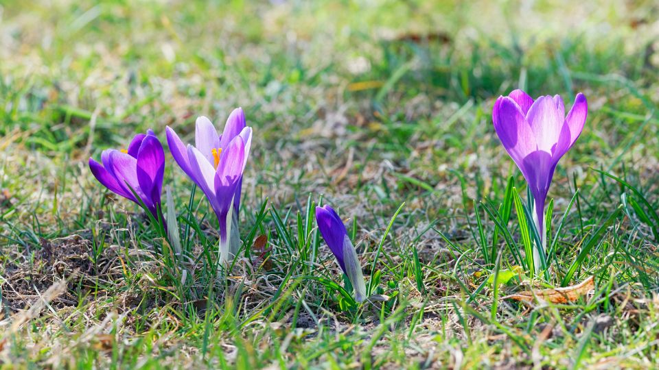 Brandusa de primavara Crocus vernus 2 sfaturi utile
