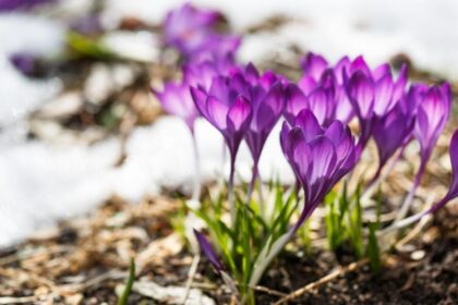 Brandusa de primavara Crocus vernus sfaturi utile