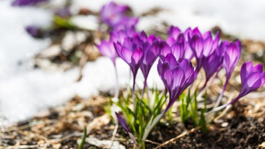 Brandusa de primavara Crocus vernus sfaturi utile