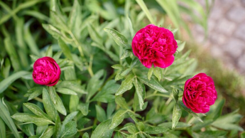 Bujori Paeonia sfaturi utile