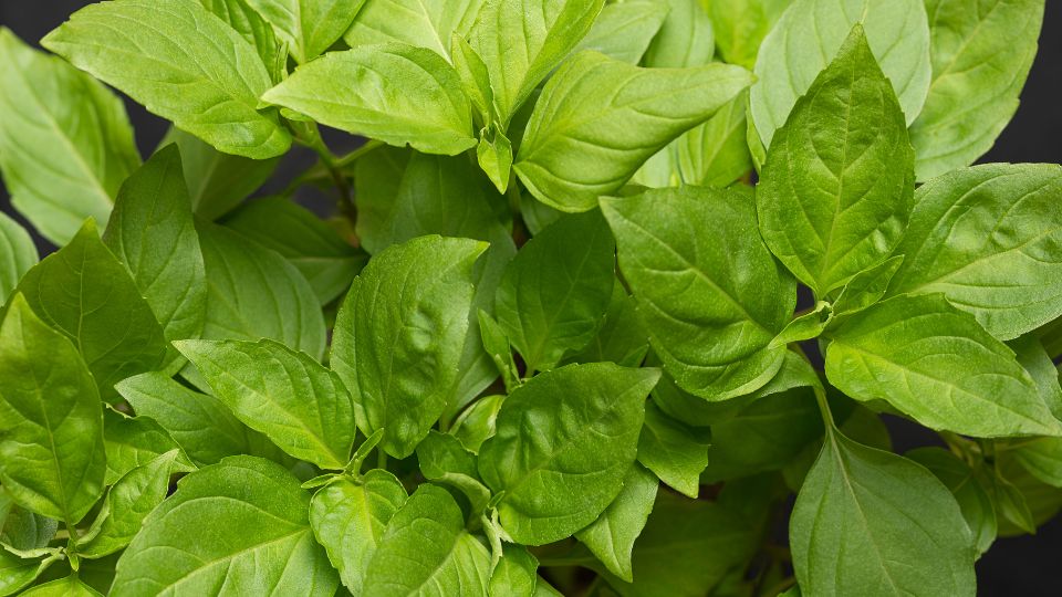 Busuioc Ocimum basilicum 1 sfaturi utile