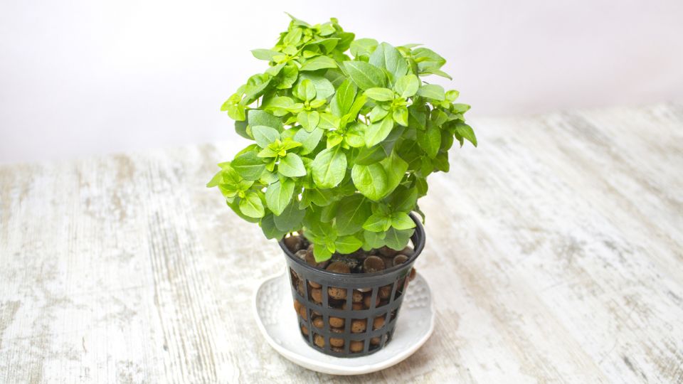Busuioc Ocimum basilicum 2 sfaturi utile