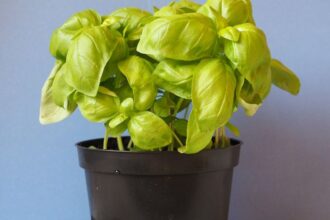 Busuioc Ocimum basilicum sfaturi utile