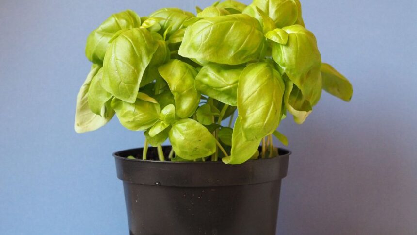 Busuioc Ocimum basilicum sfaturi utile