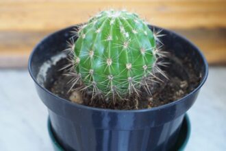 Cactus Cactaceae sfaturi utile