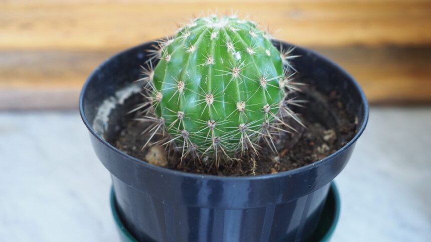 Cactus Cactaceae sfaturi utile