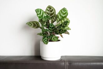 Calathea Calathea sfaturi utile