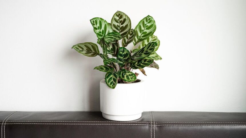 Calathea Calathea sfaturi utile
