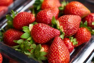 Capsuna Fragaria × ananassa sfaturi utile