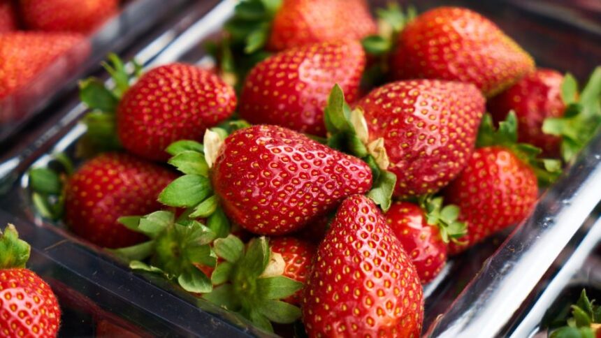 Capsuna Fragaria × ananassa sfaturi utile