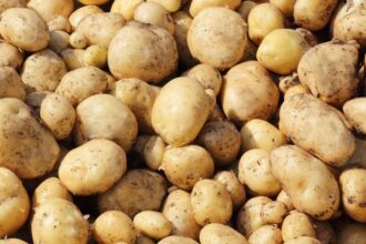 Cartofi Solanum tuberosum sfaturi utile