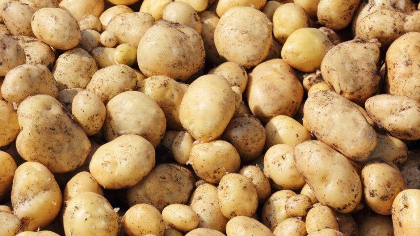 Cartofi Solanum tuberosum sfaturi utile