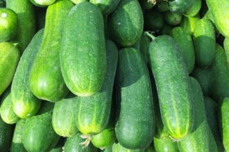 Castraveti Cucumis sativus sfaturi utile