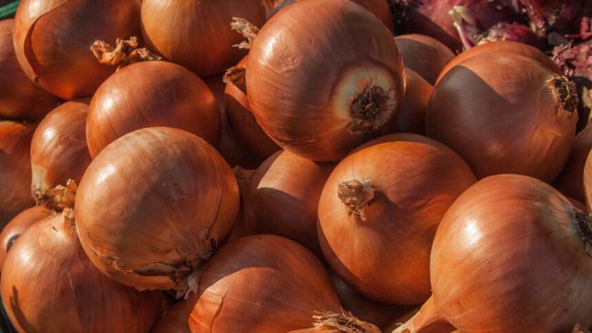 Ceapa Allium cepa sfaturi utile