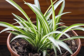 Chlorophytum Chlorophytum comosum sfaturi utile