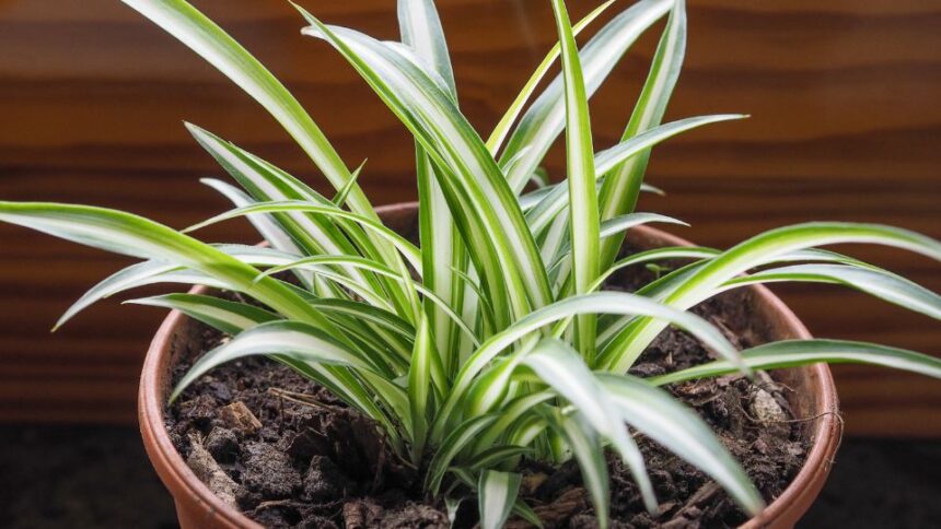Chlorophytum Chlorophytum comosum sfaturi utile