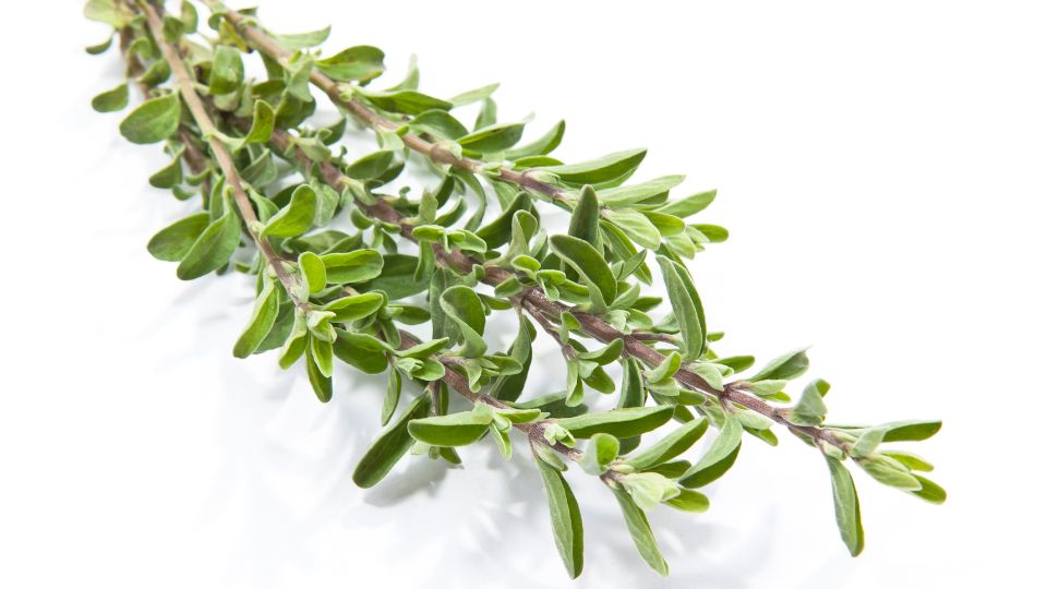 Cimbru Thymus vulgaris 1 sfaturi utile