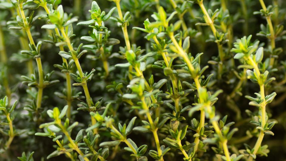 Cimbru Thymus vulgaris 2 sfaturi utile