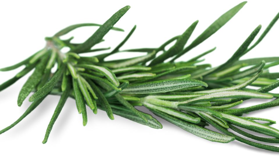Cimbru Thymus vulgaris 3 sfaturi utile