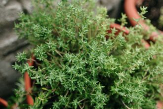 Cimbru Thymus vulgaris sfaturi utile