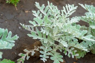Cineraria Senecio cineraria 3 sfaturi utile