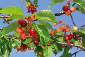 Cireasa Prunus avium sfaturi utile