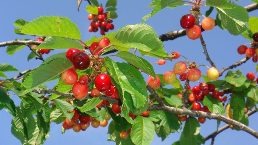 Cireasa Prunus avium sfaturi utile
