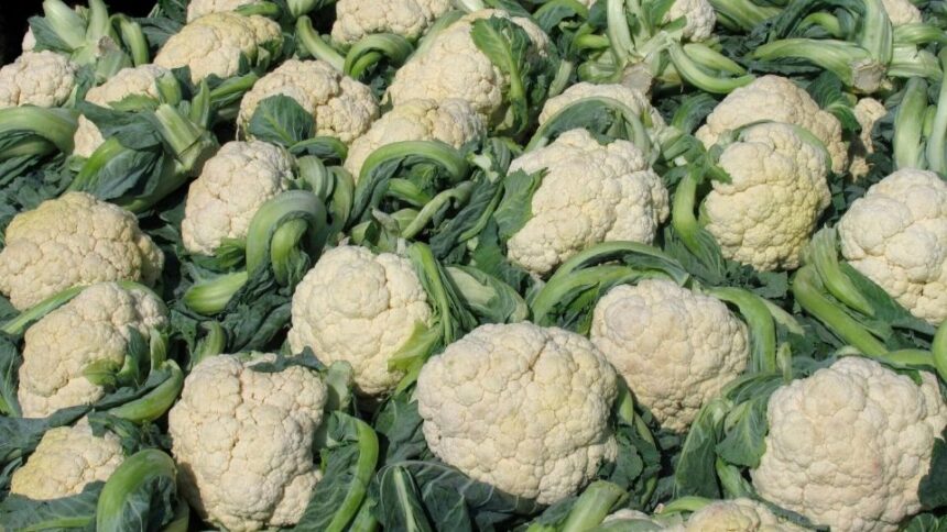 Conopida Brassica oleracea var. botrytis sfaturi utile