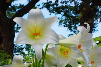 Crin Lilium sfaturi utile