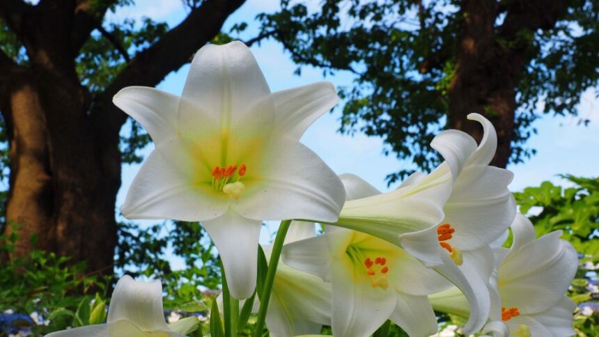 Crin Lilium sfaturi utile