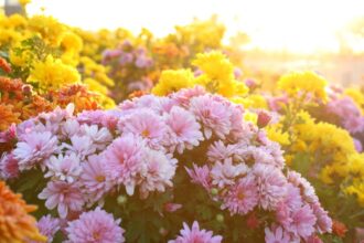 Crizantema Chrysanthemum sfaturi utile
