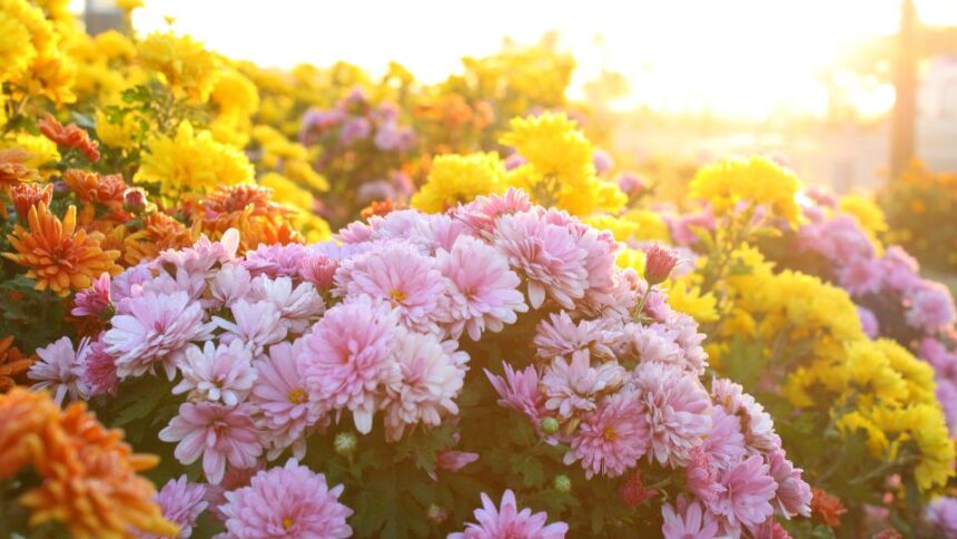 Crizantema Chrysanthemum sfaturi utile