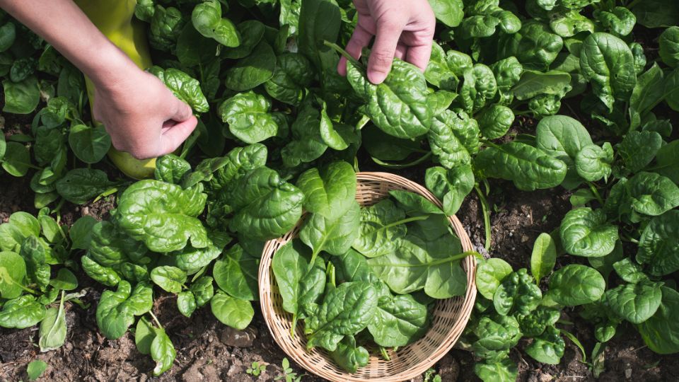 Cultivarea spanacului 1 sfaturi utile