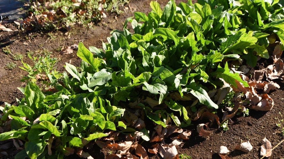 Cultivarea spanacului 2 sfaturi utile