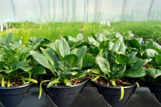 Cultivarea spanacului sfaturi utile