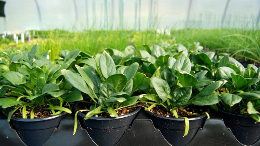 Cultivarea spanacului sfaturi utile