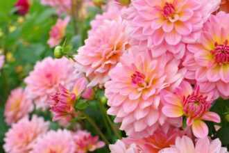 Dalie Dahlia sfaturi utile