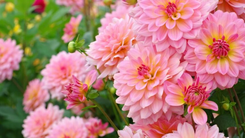 Dalie Dahlia sfaturi utile