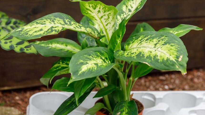 Dieffenbachia Dieffenbachia sfaturi utile