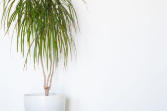 Dracaena Dracaena marginata sfaturi utile