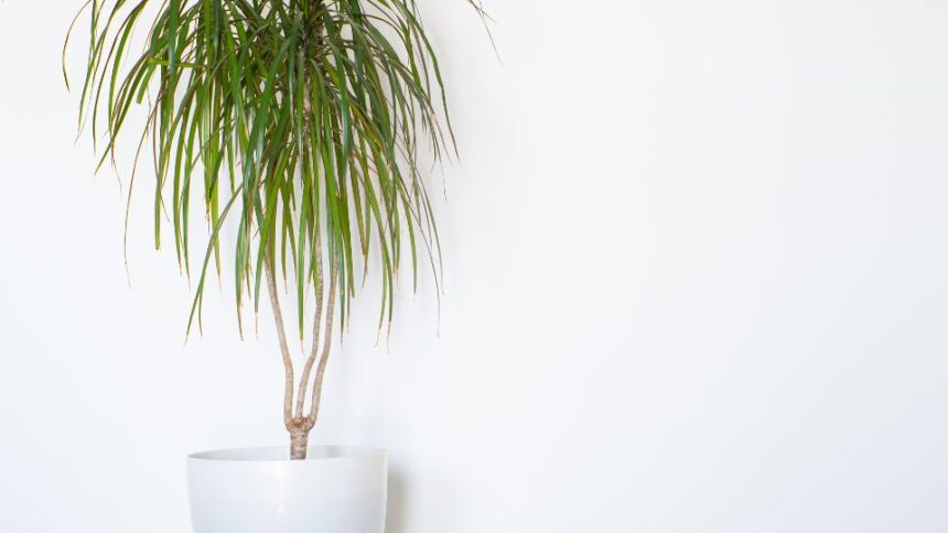 Dracaena Dracaena marginata sfaturi utile